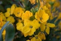 Yellow wallflower Erysimum x cheiri yellow flower in close-up